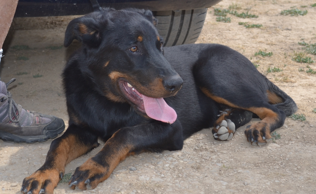 rencontre beauceron